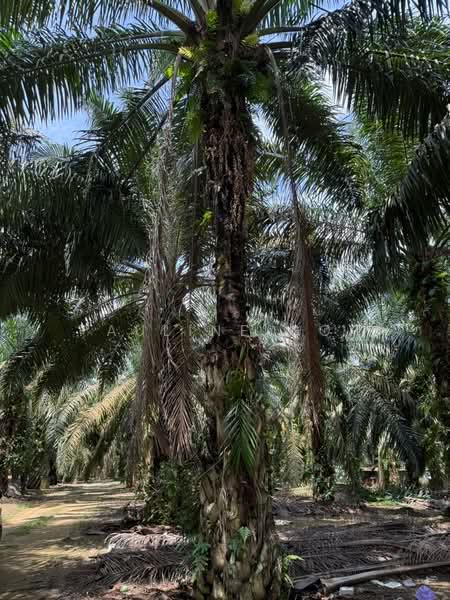 Agricultural Land for Sale in Simpang Renggam (Johor) - Pauline Goh - PropertyGuru.com.my