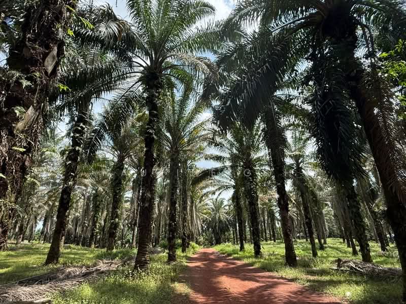 Agricultural Land for Sale in Simpang Renggam (Johor) - Pauline Goh - PropertyGuru.com.my