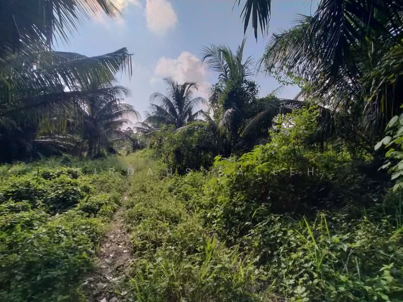 Agricultural Land for Sale in Kampung Rimba Terjun (Pontian) - Firdaus Salleh - PropertyGuru.com.my