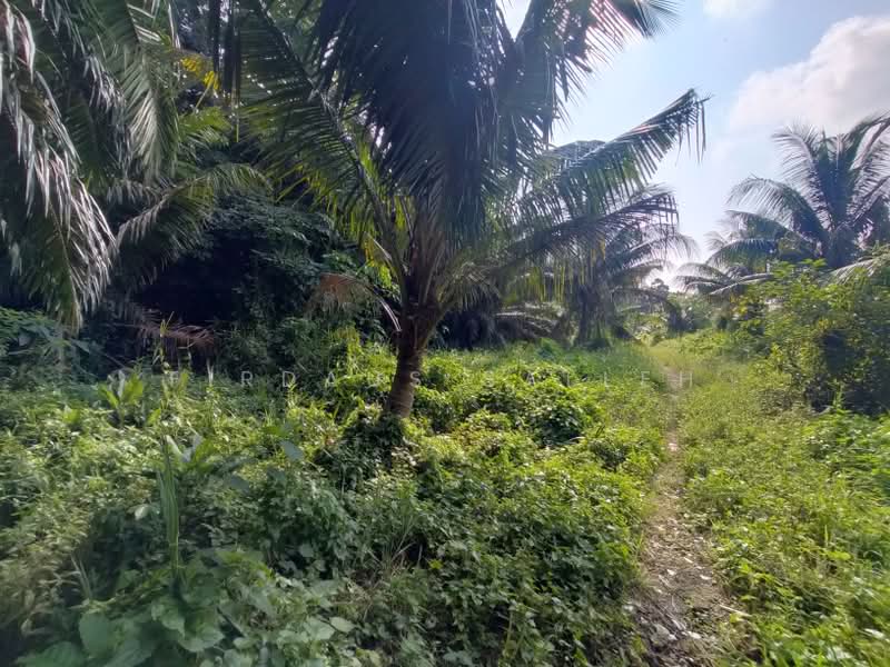 Agricultural Land for Sale in Kampung Rimba Terjun (Pontian) - Firdaus Salleh - PropertyGuru.com.my