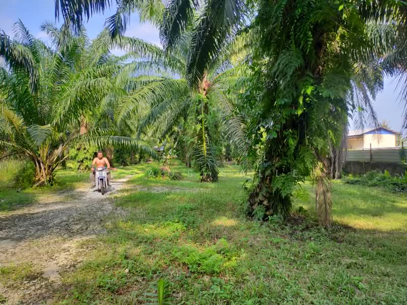 Agricultural Land for Sale in Kampung Rimba Terjun (Pontian) - Firdaus Salleh - PropertyGuru.com.my