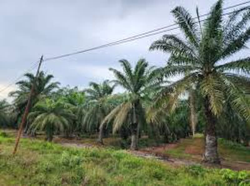 Agricultural Land for Sale in Sitiawan (Perak) - Catherine Gan - PropertyGuru.com.my
