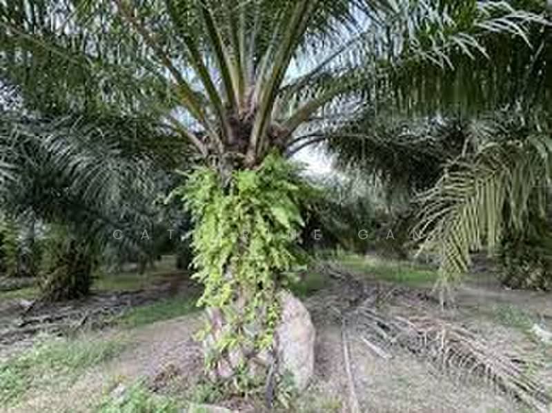 Agricultural Land for Sale in Sitiawan (Perak) - Catherine Gan - PropertyGuru.com.my