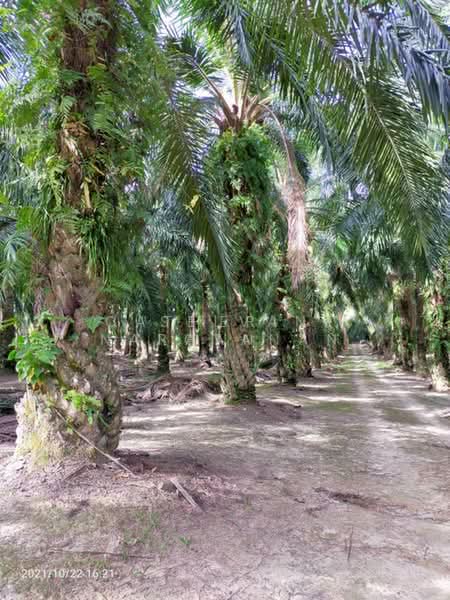 Agricultural Land for Sale in Sitiawan (Perak) - Catherine Gan - PropertyGuru.com.my