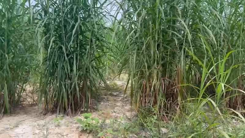 Agricultural Land for Sale in Jasin (Melaka) - Mahenthiran . - PropertyGuru.com.my