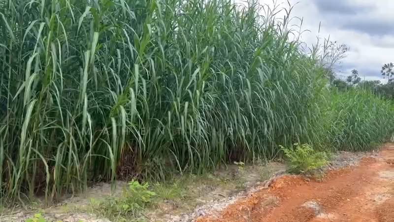 Agricultural Land for Sale in Jasin (Melaka) - Mahenthiran . - PropertyGuru.com.my