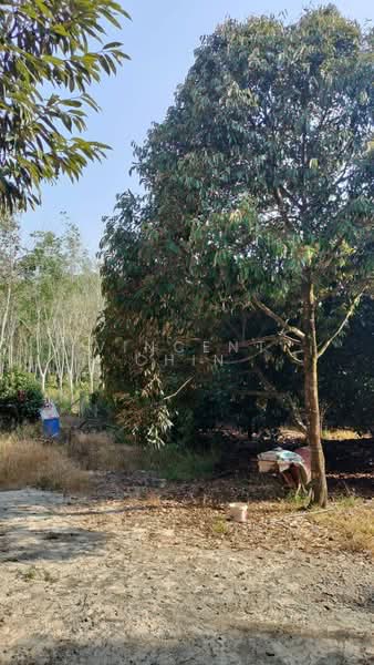Agricultural Land for Sale in Kuala Kangsar (Perak) - Vincent Chin - Exterior - PropertyGuru.com.my
