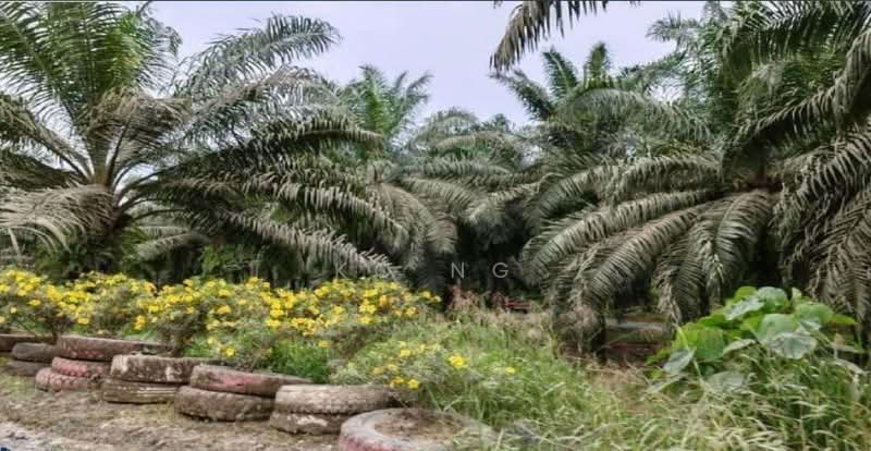 Agricultural Land for Sale in Sandakan (Sabah) - KC Ng - Exterior - PropertyGuru.com.my