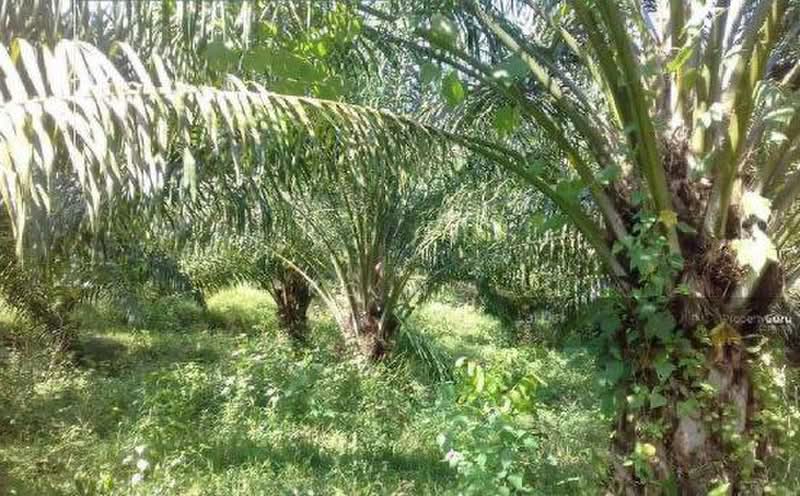 Agricultural Land for Sale in Sandakan (Sabah) - KC Ng - Garden - PropertyGuru.com.my