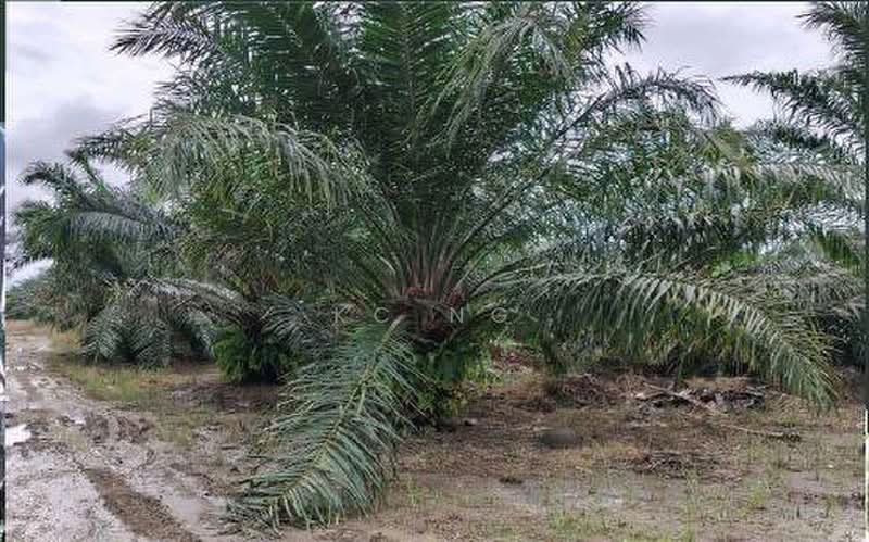 Agricultural Land for Sale in Sandakan (Sabah) - KC Ng - Exterior - PropertyGuru.com.my