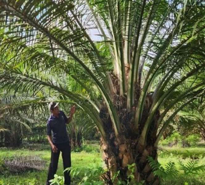 Agricultural Land for Sale in Sandakan (Sabah) - KC Ng - Exterior - PropertyGuru.com.my