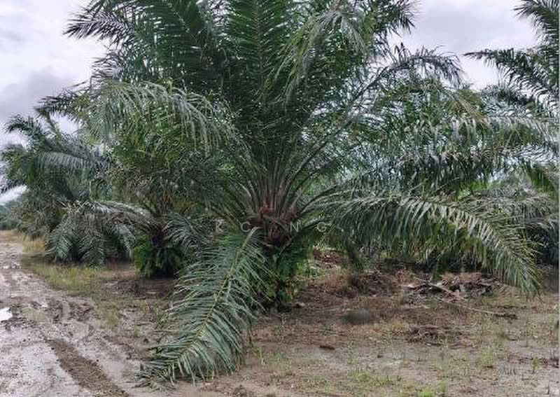 Agricultural Land for Sale in Sandakan (Sabah) - KC Ng - Exterior - PropertyGuru.com.my