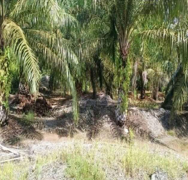 Agricultural Land for Sale in Sandakan (Sabah) - KC Ng - Exterior - PropertyGuru.com.my