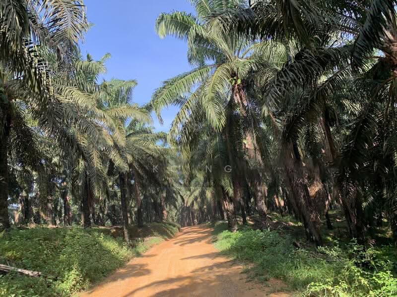 Agricultural Land for Sale in Kuala Terengganu (Terengganu) - KC Ng - Exterior - PropertyGuru.com.my