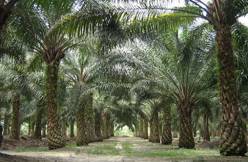 Agricultural Land for Sale in Kuala Terengganu (Terengganu) - KC Ng - PropertyGuru.com.my