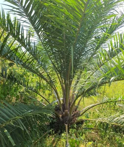 Agricultural Land for Sale in Kuala Terengganu (Terengganu) - KC Ng - PropertyGuru.com.my