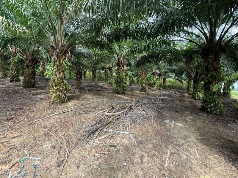 Agricultural Land for Sale in Sungai Tiram (Ulu Tiram) - Amber Hew - Garden - PropertyGuru.com.my