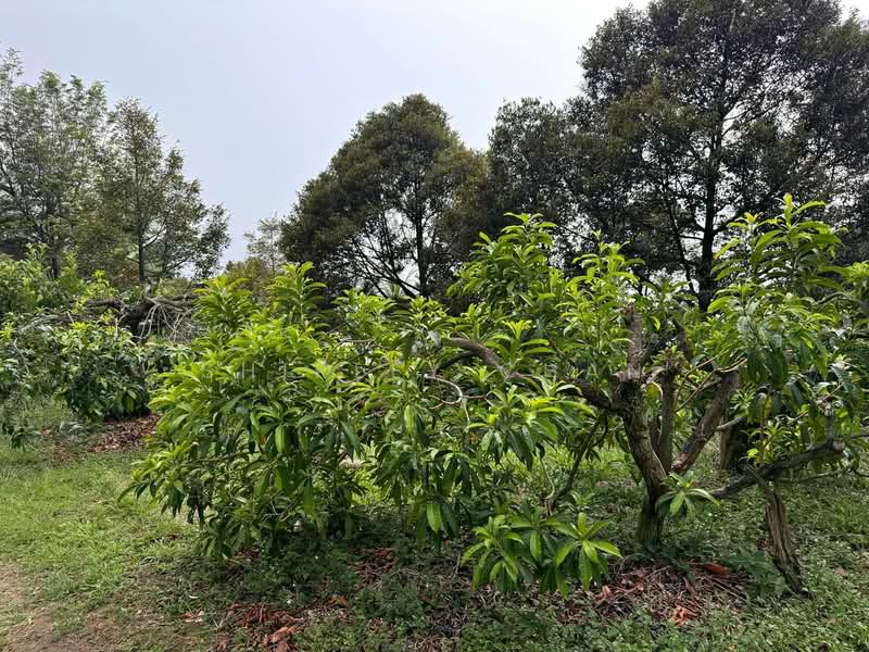Tanah Pertanian untuk Dijual di Broga (Lenggeng) - Shirley Chan - Garden - PropertyGuru.com.my