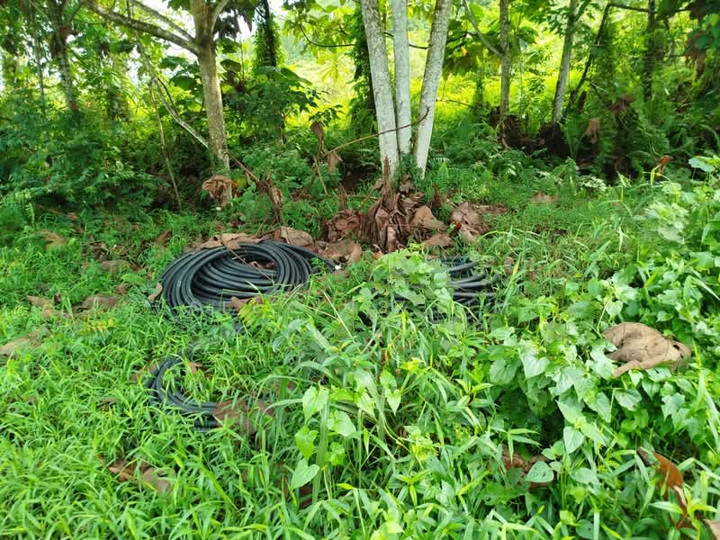 Agricultural Land for Sale in Pekan Nanas (Johor) - Alexius Lim - Garden - PropertyGuru.com.my
