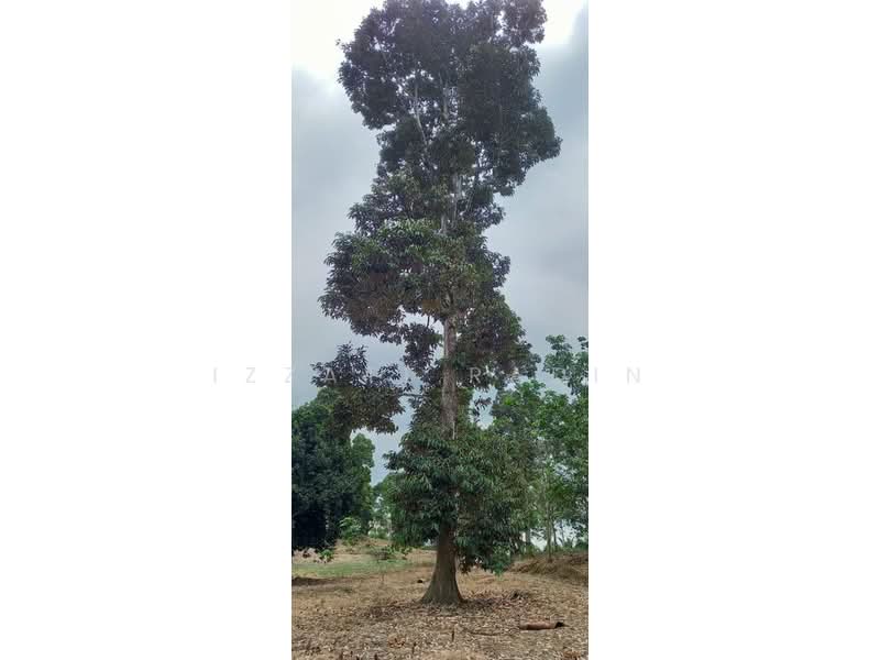 Agricultural Land for Sale in Bentong (Pahang) - Izzati Radin - Durian tree - PropertyGuru.com.my