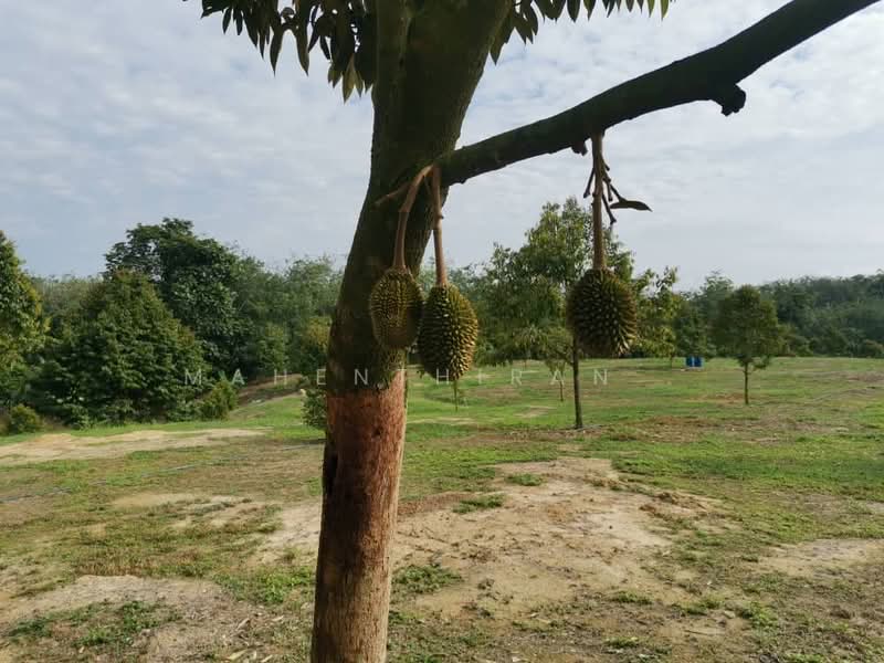 Agricultural Land for Sale in Karak (Pahang) - Mahenthiran . - PropertyGuru.com.my