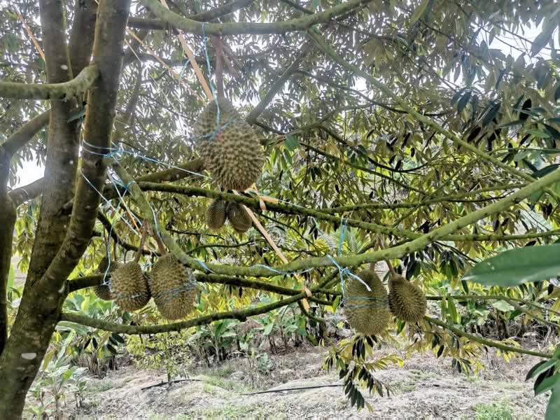 Agricultural Land for Sale in Karak (Pahang) - Mahenthiran . - PropertyGuru.com.my