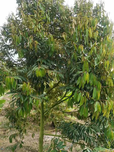 Agricultural Land for Sale in Karak (Pahang) - Mahenthiran . - PropertyGuru.com.my