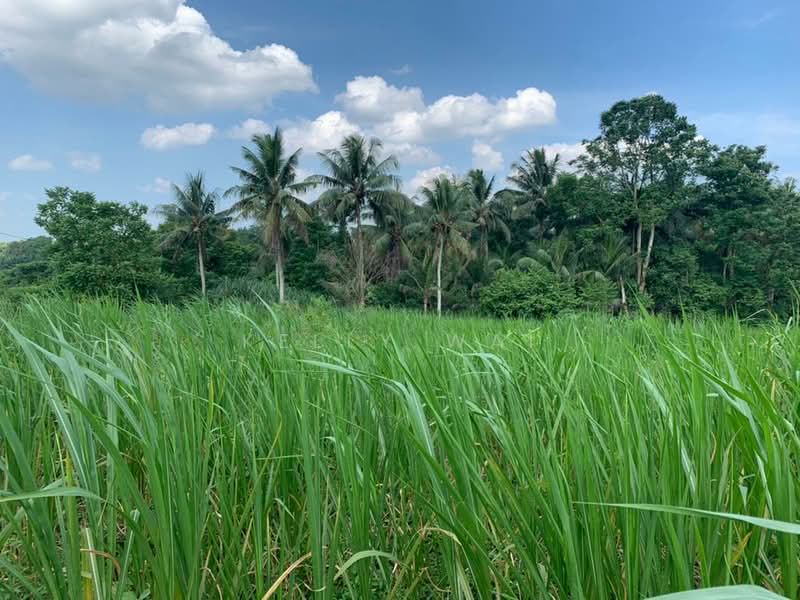 Agricultural Land for Sale in Sungai Tiram (Ulu Tiram) - Kelly Wai - Exterior - PropertyGuru.com.my