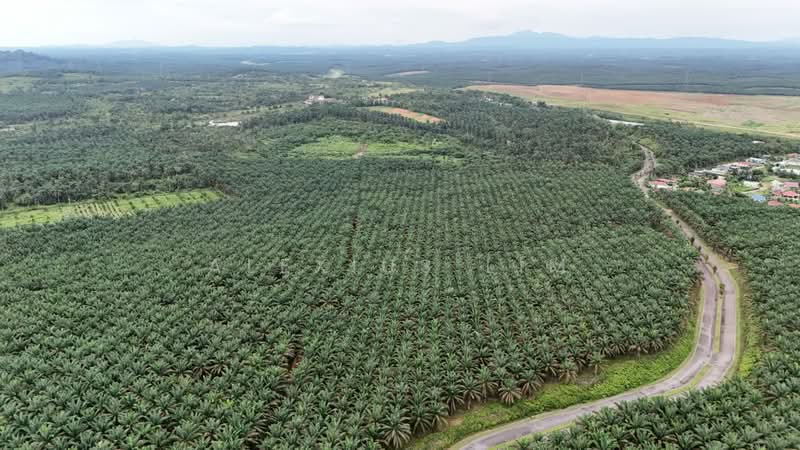 Agricultural Land for Sale in Sedenak (Johor) - Alexius Lim - Exterior - PropertyGuru.com.my