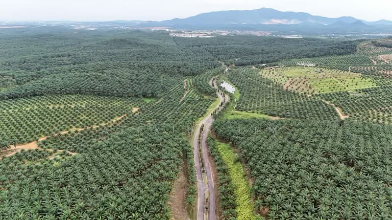 Agricultural Land for Sale in Sedenak (Johor) - Alexius Lim - PropertyGuru.com.my