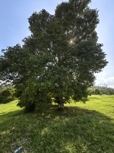 Agricultural Land for Sale in Bentong (Pahang) - Vincent Tee - Garden - PropertyGuru.com.my