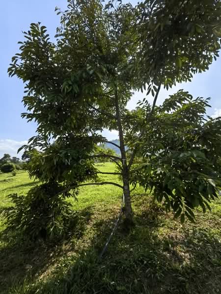 Agricultural Land for Sale in Bentong (Pahang) - Vincent Tee - Exterior - PropertyGuru.com.my