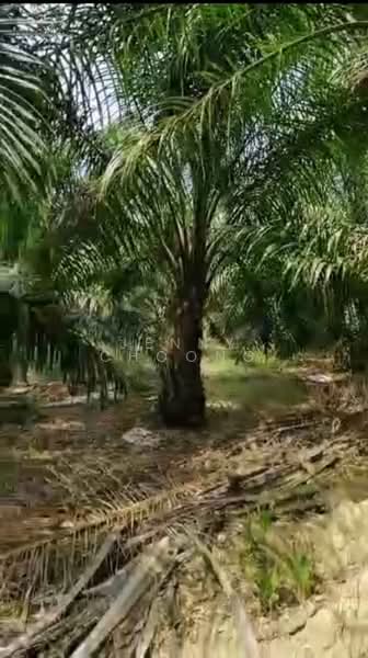 Agricultural Land for Sale in Bidor (Perak) - Jenny Choong - PropertyGuru.com.my