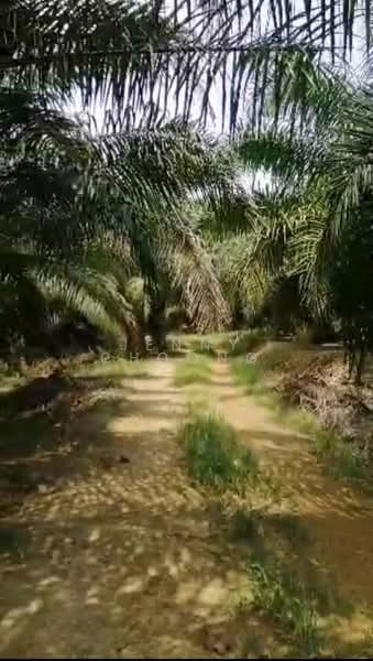 Agricultural Land for Sale in Bidor (Perak) - Jenny Choong - Exterior - PropertyGuru.com.my