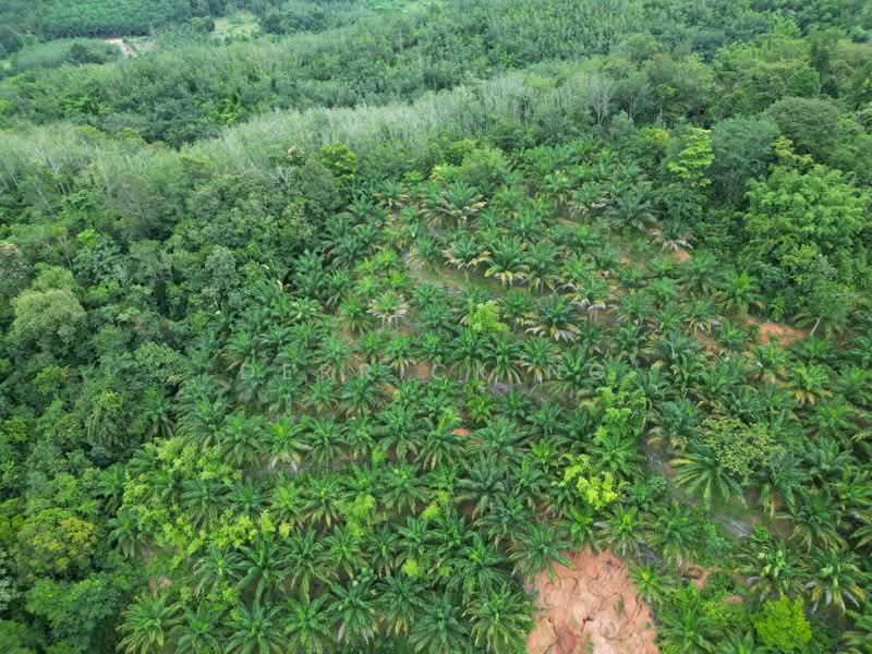 Tanah Pertanian untuk Dijual di Sik (Kedah) - Derrick Ng - Exterior - PropertyGuru.com.my