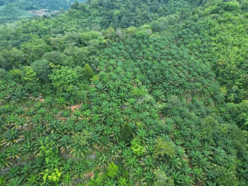 Tanah Pertanian untuk Dijual di Sik (Kedah) - Derrick Ng - Exterior - PropertyGuru.com.my