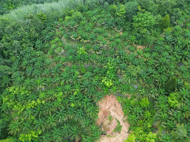 Tanah Pertanian untuk Dijual di Sik (Kedah) - Derrick Ng - Exterior - PropertyGuru.com.my
