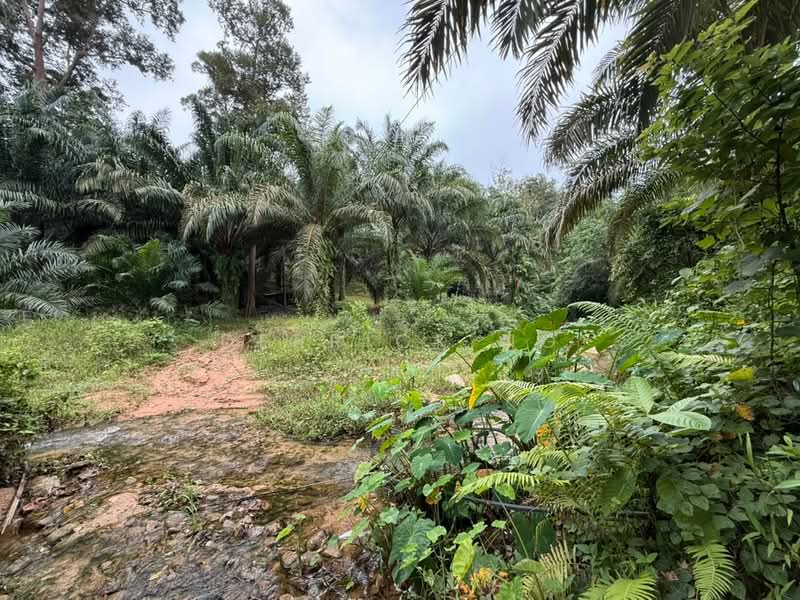 Tanah Pertanian untuk Dijual di Sik (Kedah) - Derrick Ng - Exterior - PropertyGuru.com.my