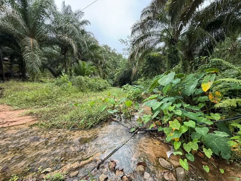 Tanah Pertanian untuk Dijual di Sik (Kedah) - Derrick Ng - Exterior - PropertyGuru.com.my