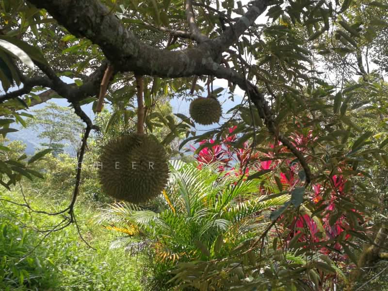 Agricultural Land for Sale in Kampung Sungai Lalang (Semenyih) - Cheery Cheong - Garden - PropertyGuru.com.my