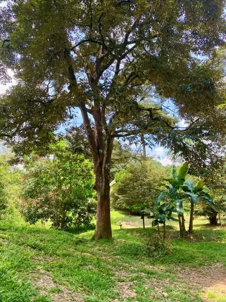 Tanah Pertanian untuk Dijual di Sungai Merab (Dengkil) - Liza Khalid - PropertyGuru.com.my