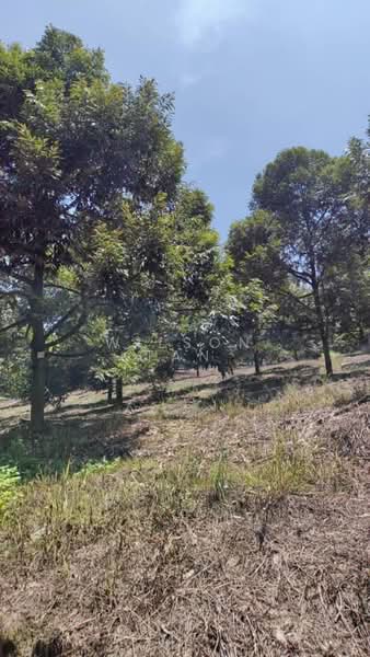 Agricultural Land for Sale in Bandar Bukit Mahkota (Bangi) - Wilson Tan - Garden - PropertyGuru.com.my