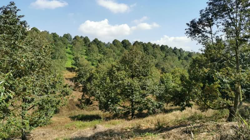 Agricultural Land for Sale in Bandar Bukit Mahkota (Bangi) - Wilson Tan - Garden - PropertyGuru.com.my