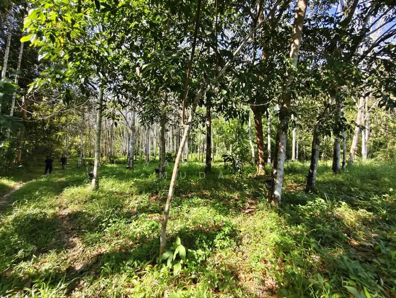 Tanah Pertanian untuk Dijual di Naka (Padang Terap) - Faliyana binti Muda - PropertyGuru.com.my