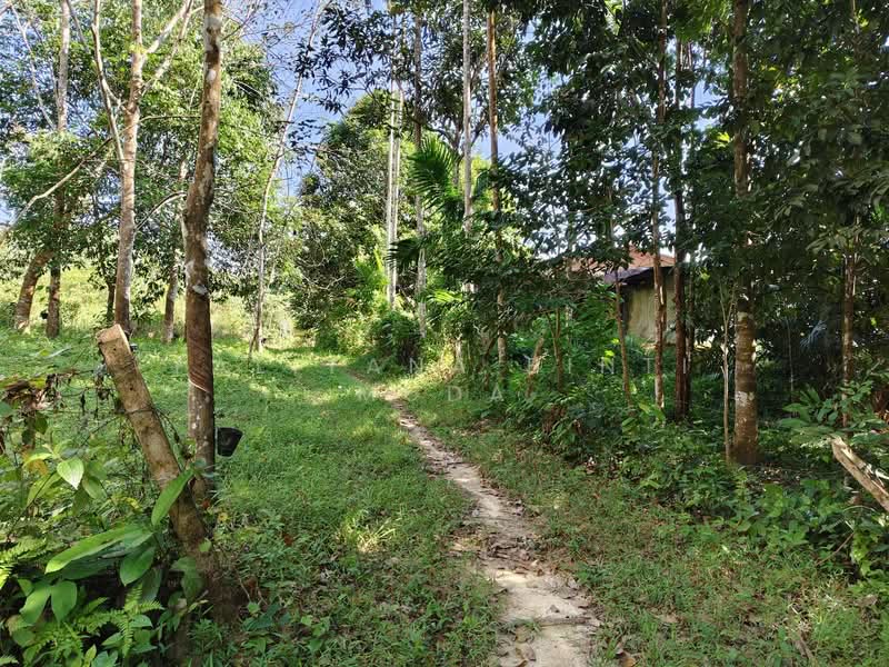 Tanah Pertanian untuk Dijual di Naka (Padang Terap) - Faliyana binti Muda - PropertyGuru.com.my