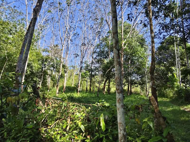 Tanah Pertanian untuk Dijual di Naka (Padang Terap) - Faliyana binti Muda - PropertyGuru.com.my