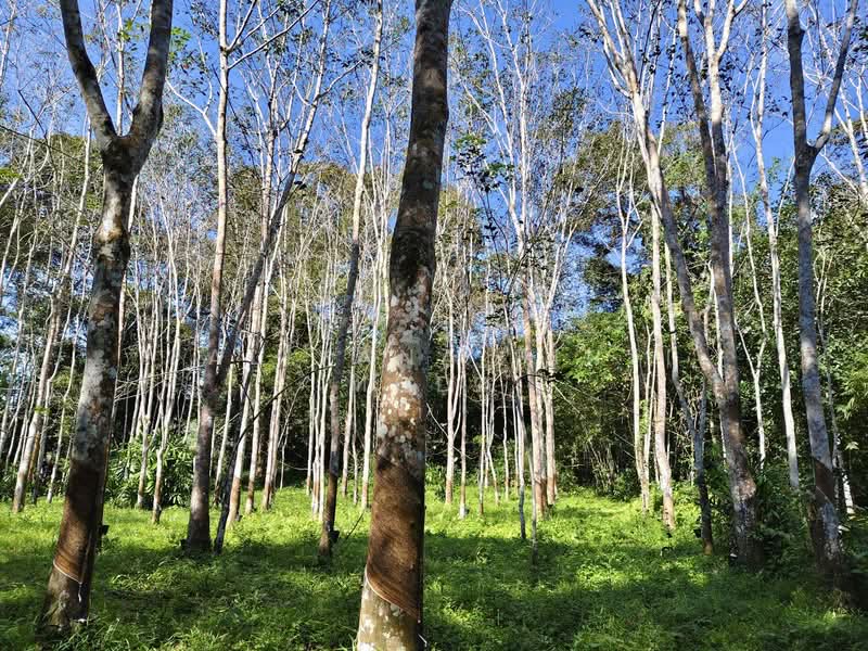 Tanah Pertanian untuk Dijual di Naka (Padang Terap) - Faliyana binti Muda - PropertyGuru.com.my