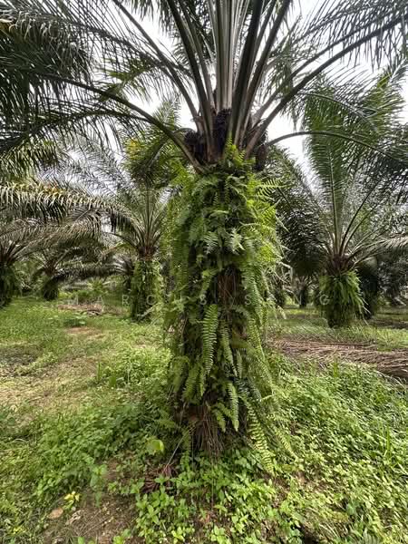 Agricultural Land for Sale in Kampar (Perak) - Marcus Seng - Exterior - PropertyGuru.com.my