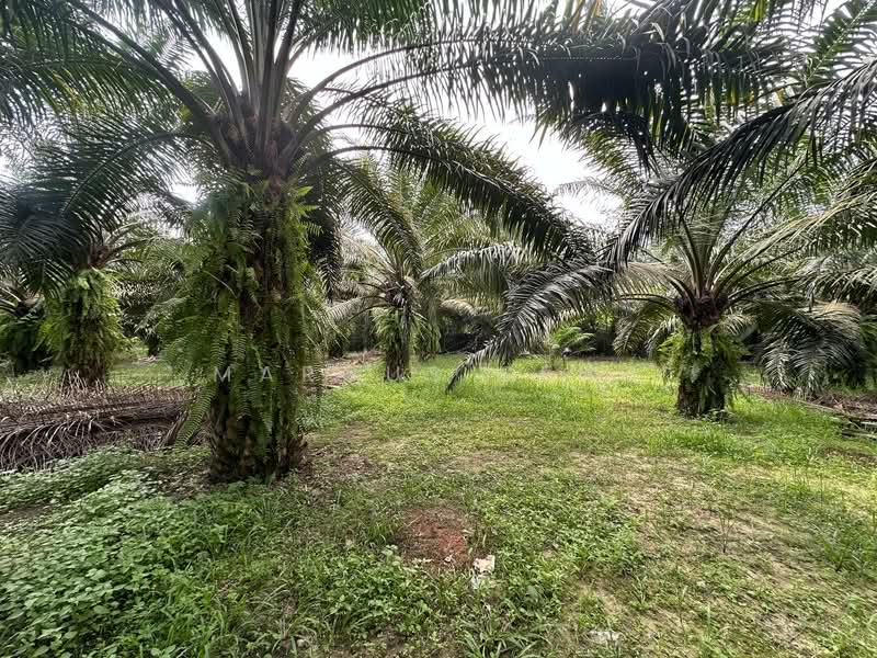 Agricultural Land for Sale in Kampar (Perak) - Marcus Seng - Garden - PropertyGuru.com.my
