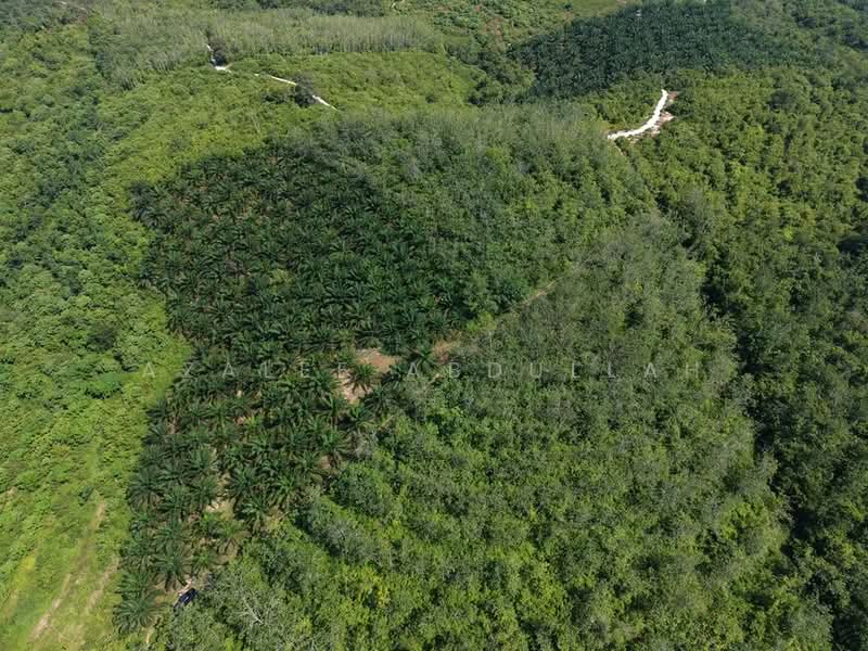 Agricultural Land for Sale in Temerloh (Pahang) - Azalee Abdullah - Exterior - PropertyGuru.com.my